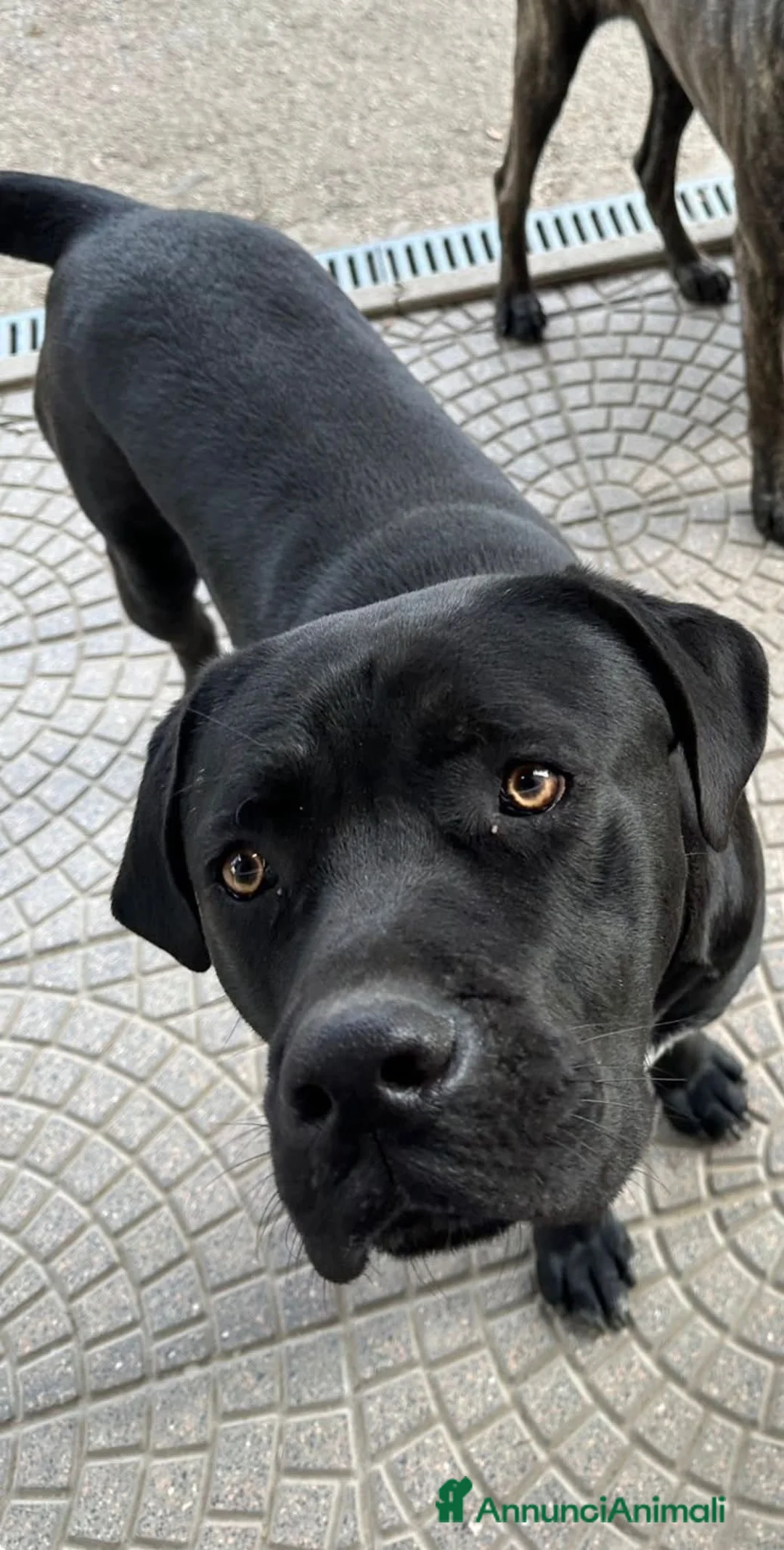 Cane Corso cani in regalo: ADOZ.DEL💔:il papà non tornerà+ solo nonna di 80! - Annuncio 1
