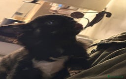 Chihuahua cani in vendita: Chihuahua - Annuncio 11