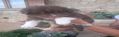 Australian Shepherd 1
