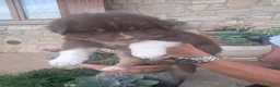 Australian Shepherd cani in vendita: Cucciola  casalinga  a Provincia di Bergamo - Annuncio 11