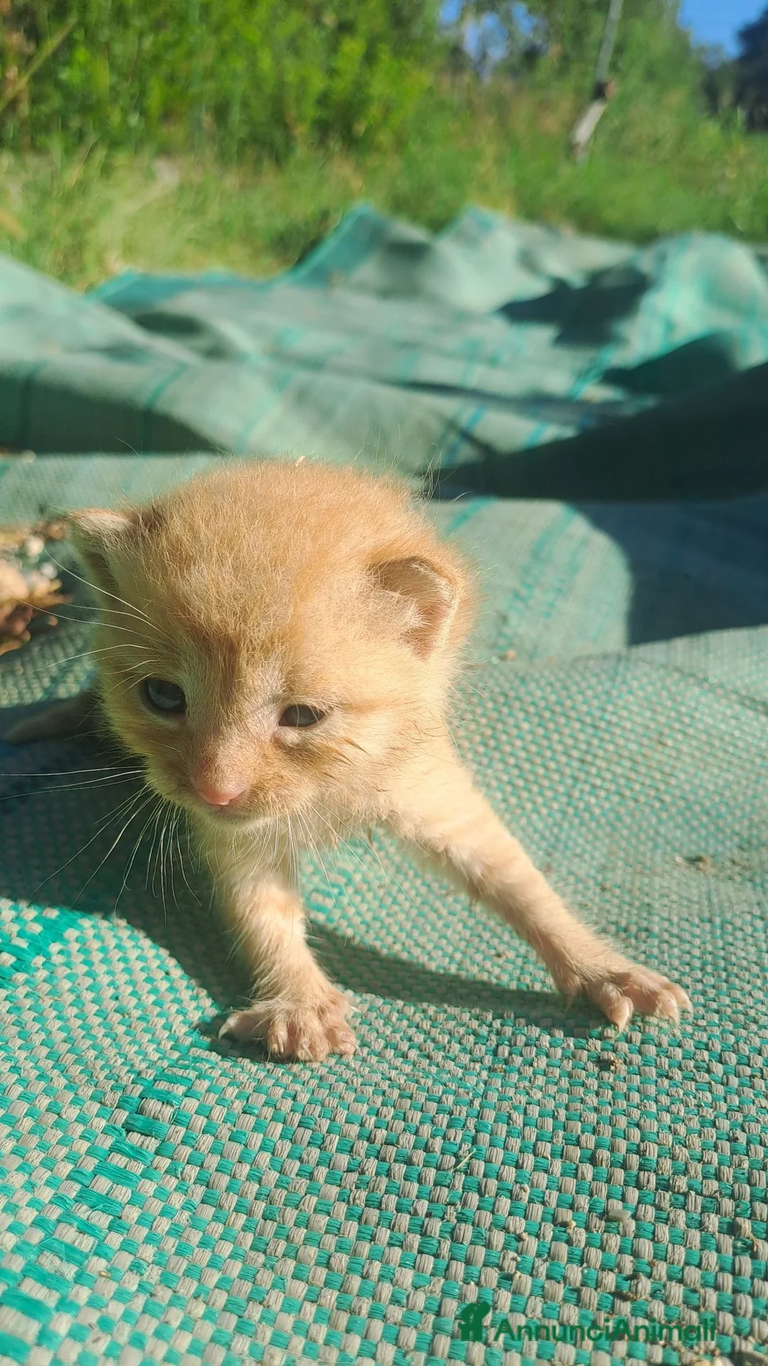 Europeo gatti in regalo: Urgente: CUCCIOLO DI GATTO (MAZZANO BS) - Annuncio 2