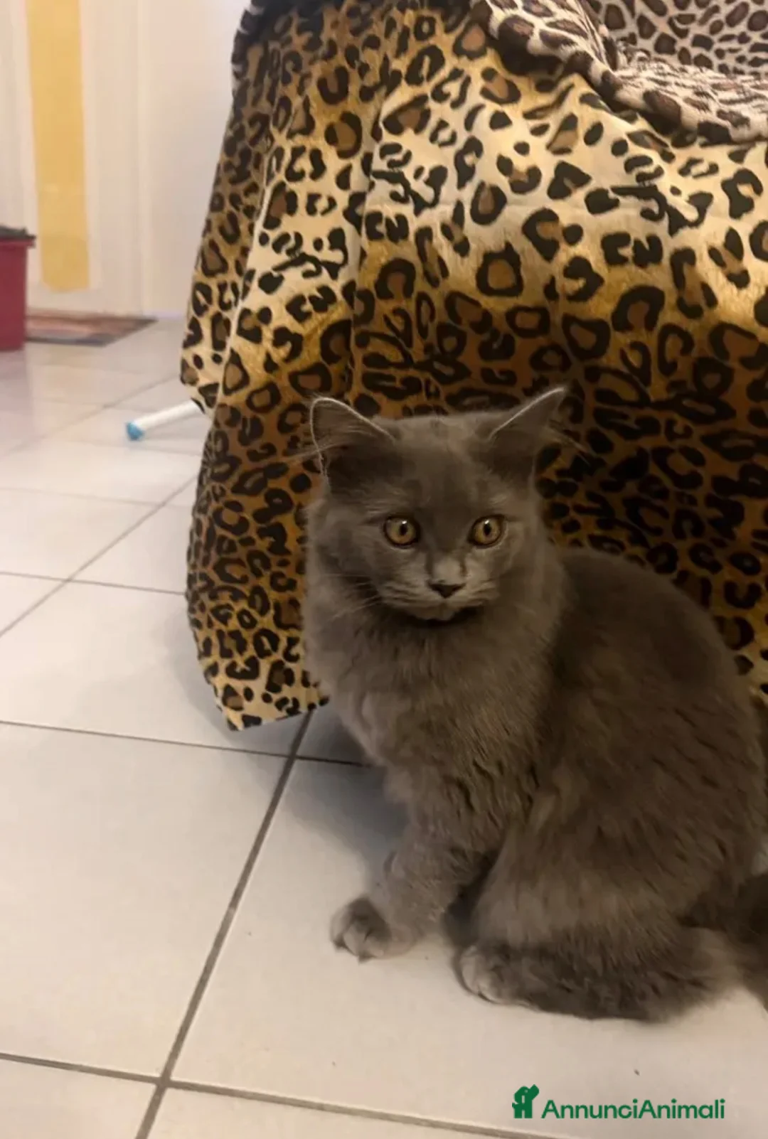 Ragdoll gatti in vendita: Ragdoll solid blu  - Annuncio 1