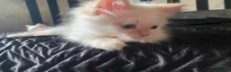 Siberiano gatti in vendita: Disponili cuccioli siberiani! Occhi azzurri! - Annuncio 5