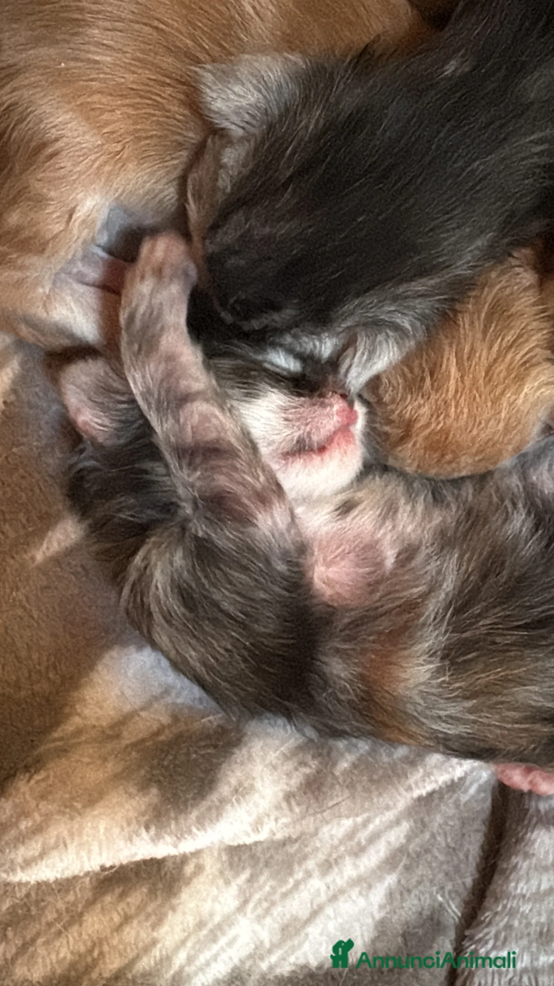 Maine Coon gatti in vendita: Maine Coon  - Annuncio 3