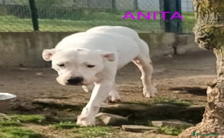 Dogo Argentino cani - Annuncio 1