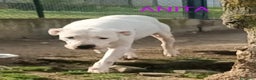 Dogo Argentino cani in regalo: ANITA 6anni  brava con le persone! - Annuncio 1