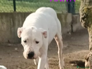 Dogo Argentino cani ANITA 6anni brava con le persone! - Annuncio 2