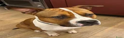 American Staffordshire cani per accoppiamento: Disponibile Monta Amstaf a Città metropolitana di Palermo - Annuncio 2