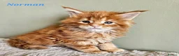 Maine Coon gatti in vendita: Splendidi cuccioli Maine Coon con pedigree - Annuncio 5