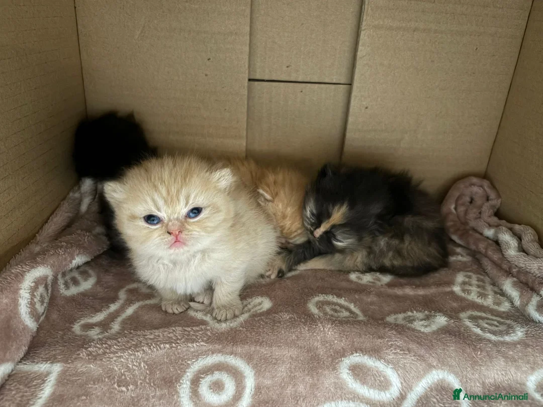 Persiano gatti in vendita: 4 cuccioli persiani  - Annuncio 2