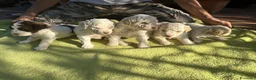 Lagotto cani in vendita: Luciano Scarchini a Provincia di Perugia - Annuncio 3