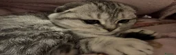 Scottish gatti in vendita: Gattino in vendita - Annuncio 6