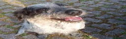Meticcio cani in regalo: LUIGI dolce cagnolino 3 anni e mezzo cerca casa - Annuncio 4