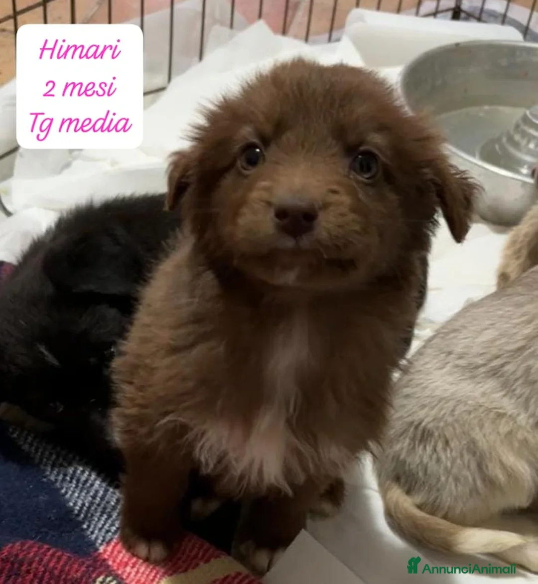 Meticcio cani in regalo: Tanti bellissimi cuccioli da salvare  - Annuncio 13