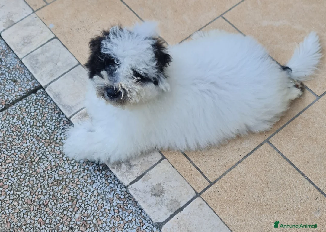 Maltipoo cani in vendita: Cucciolo maschio Maltipoo a Provincia di Vicenza - Annuncio 5