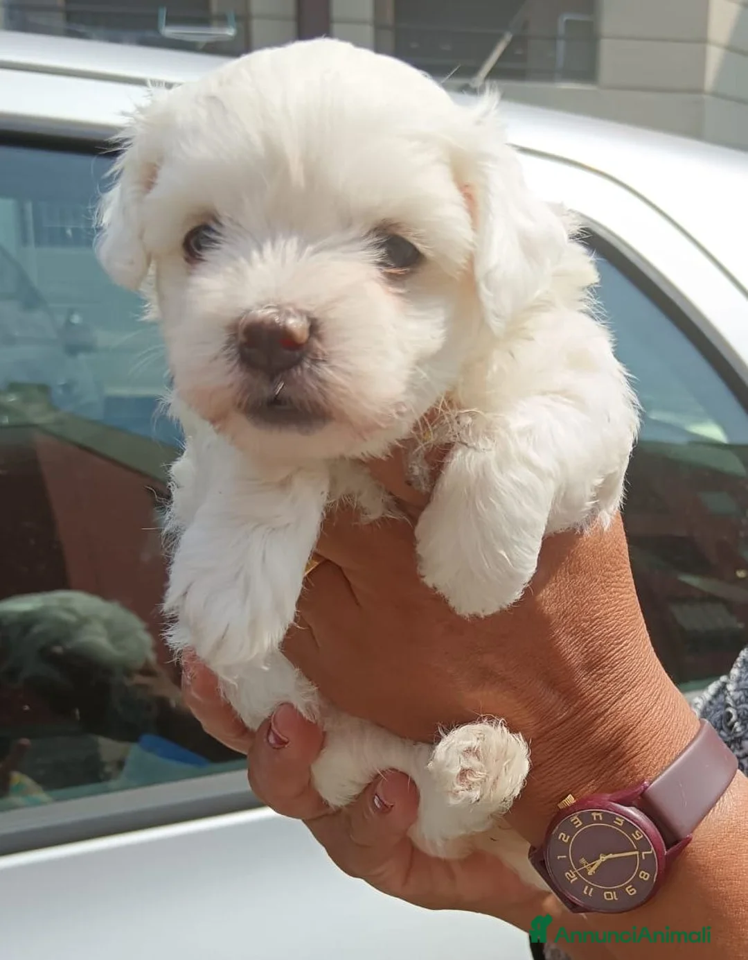 Maltese cani in vendita: Maltesina toy a Provincia di Bergamo - Annuncio 1
