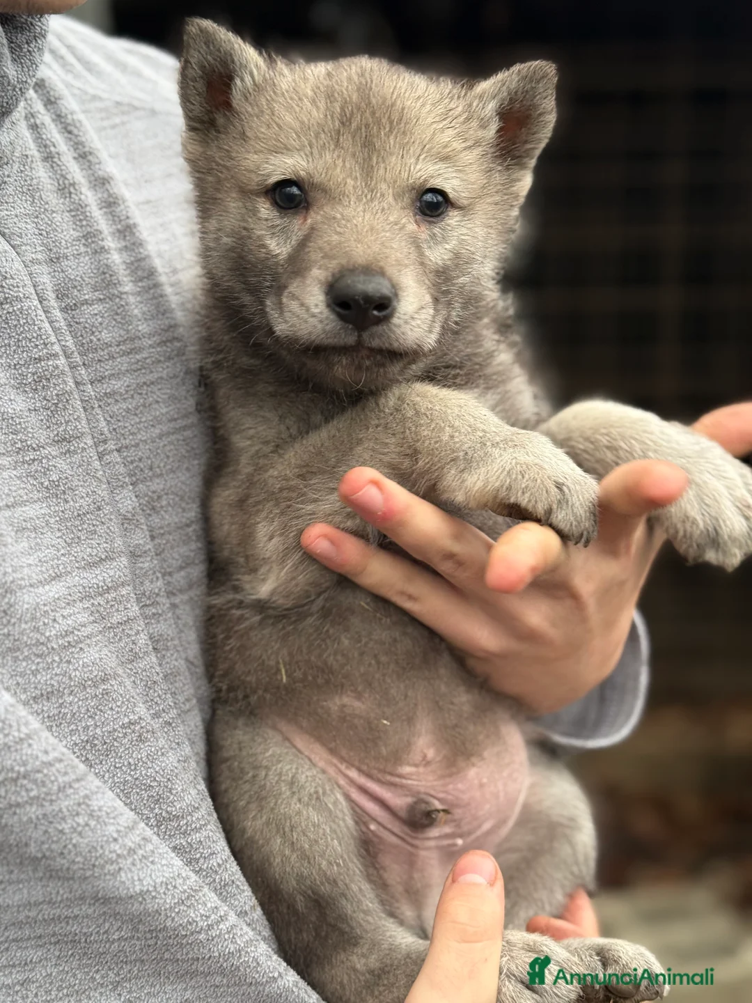 Lupo Cecoslovacco cani in vendita: Cuccioli lupo cecoslovacco  - Annuncio 6