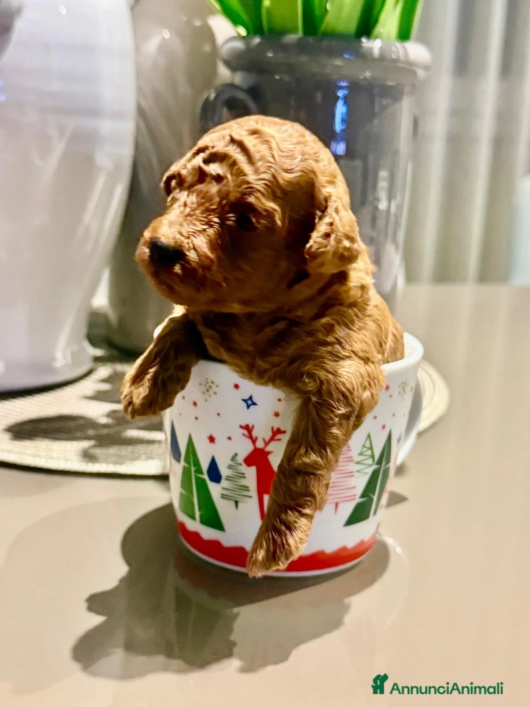 Barboncino Toy cani in vendita: Cuccioli di barboncino toy e mini toy rosso  a Provincia di Brindisi - Annuncio 2