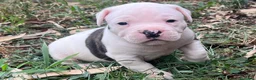 Bulldog cani in vendita: American Bulldog - Annuncio 13