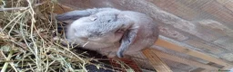 Meticcio cani in vendita: Mini loop molto dolce a Provincia dell'Aquila - Annuncio 2