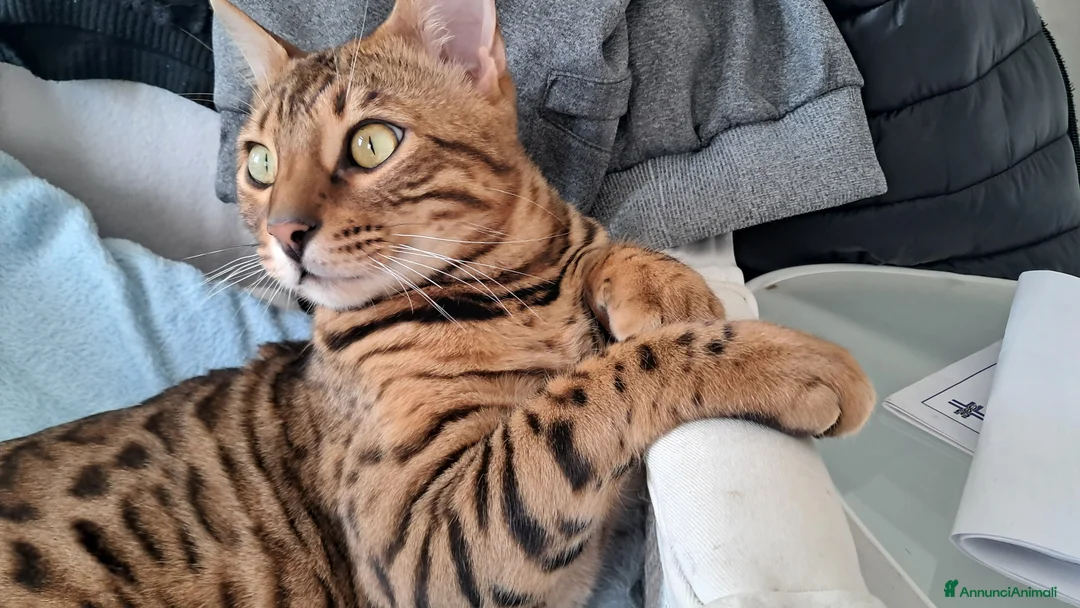 Bengala gatti per accoppiamento: Maschio Bengala per monte - Annuncio 4