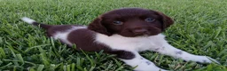 Springer Spaniel Inglese cani in vendita: Springer Spaniel - Annuncio 6