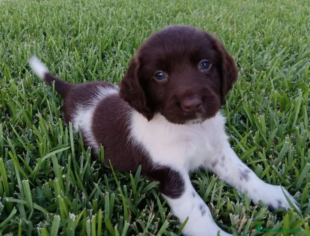 Springer Spaniel Inglese cani in vendita: Springer Spaniel - Annuncio 6