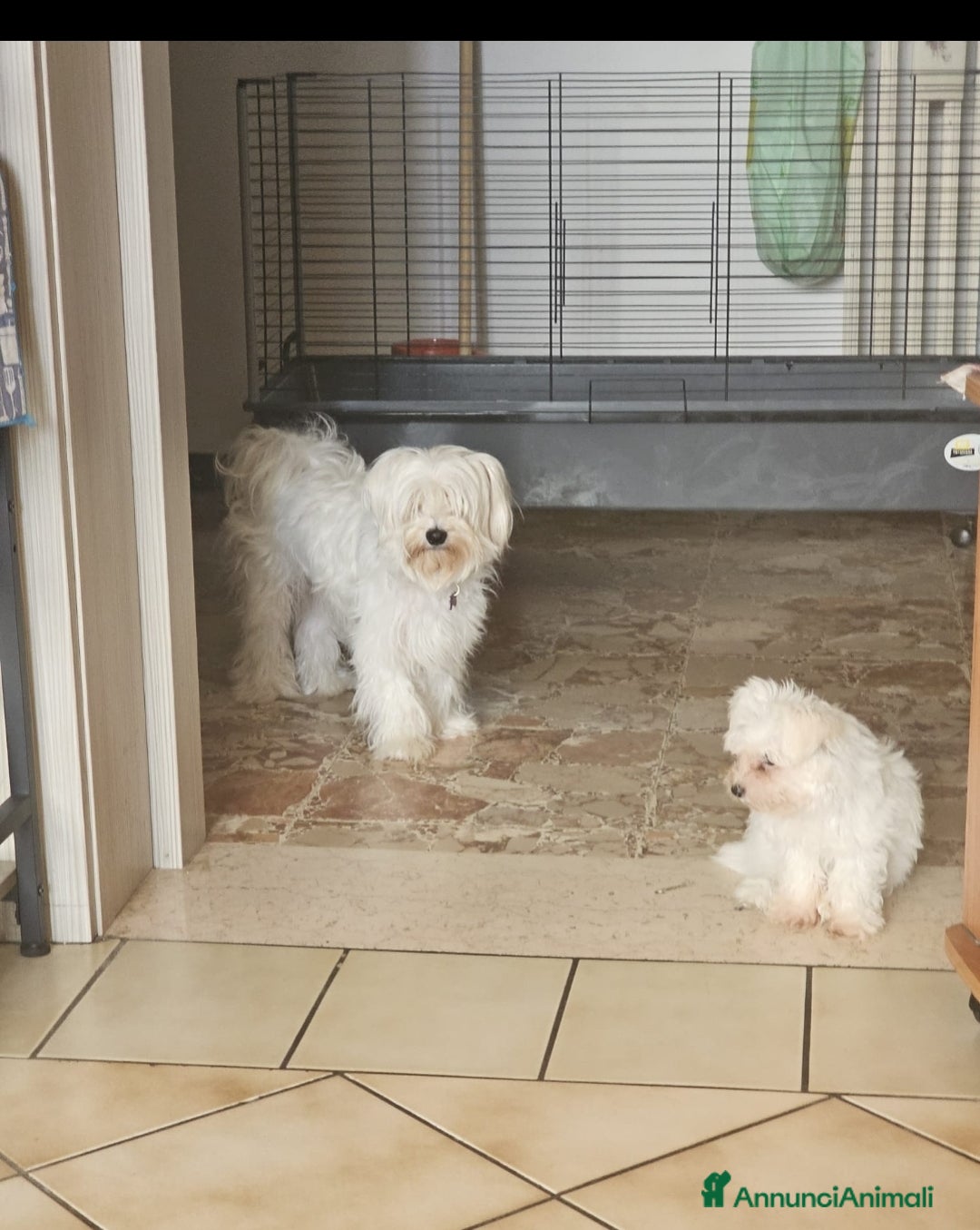 Maltese cani in vendita: Cucciole di maltese - Annuncio 4