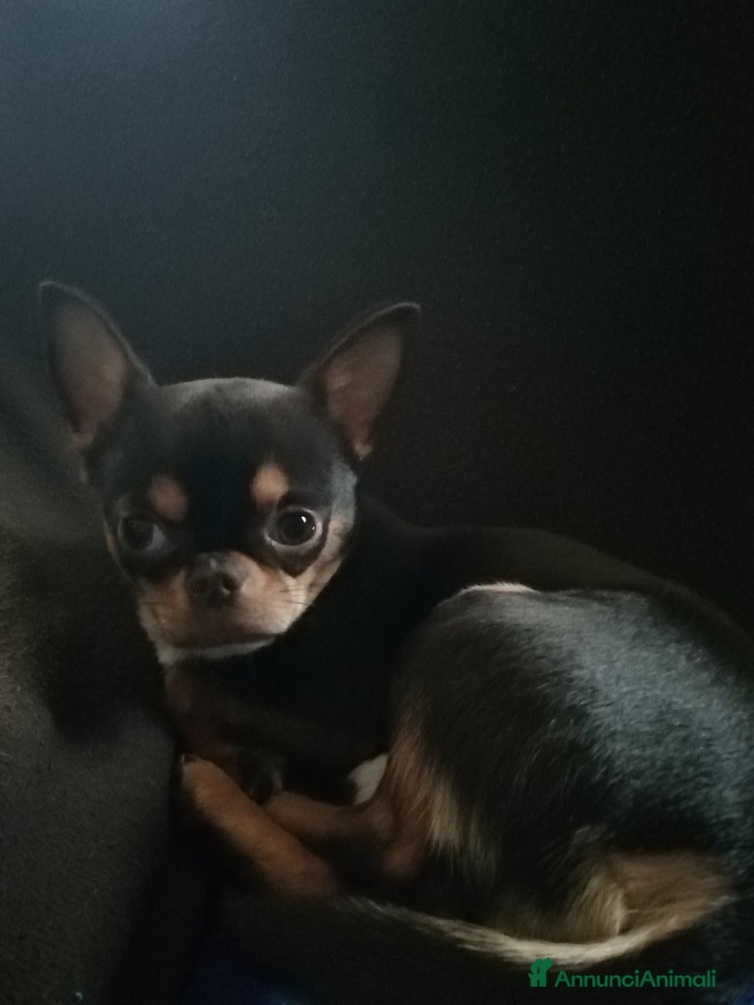 Chihuahua cani per accoppiamento: Chiwawa maschio  a Provincia di Bergamo - Immagine 3