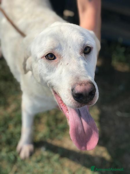 Labrador cani Boston, simil labrador dagli occhi dolcissimi a Provincia di Latina - Annuncio 15