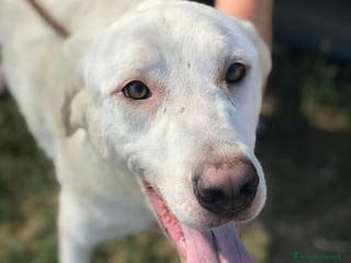 Labrador cani Boston, simil labrador dagli occhi dolcissimi a Provincia di Latina - Annuncio 4