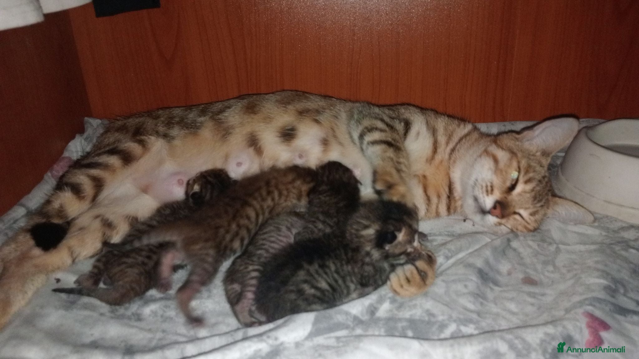 Bengala gatti Bengala abissino  - Annuncio 3