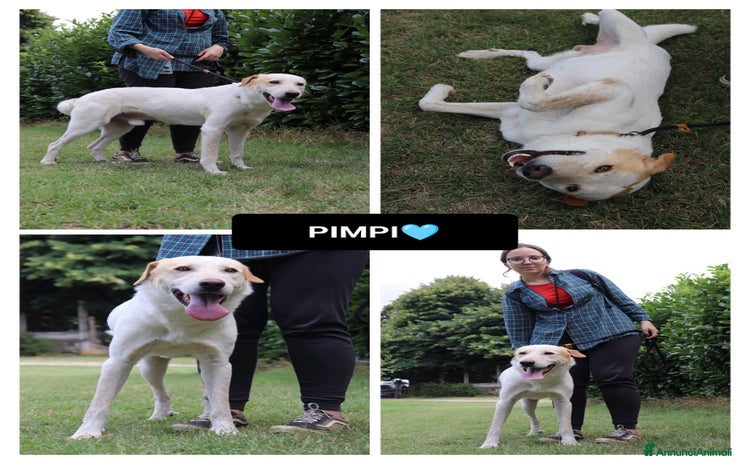 Altre razze cani - Annuncio 1