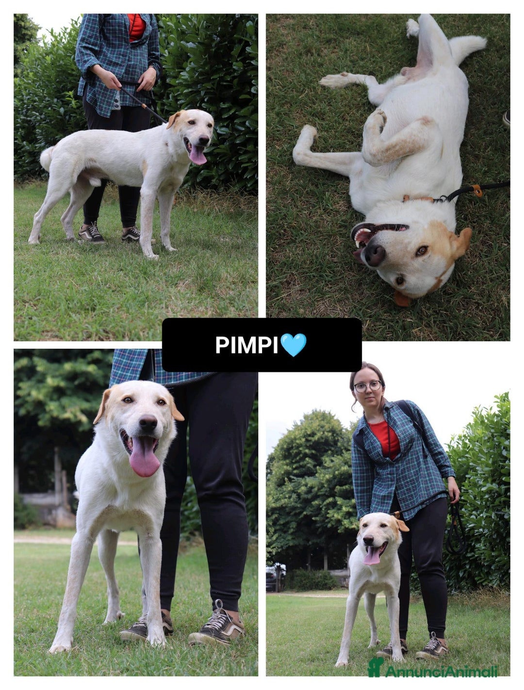 Altre razze cani in regalo: pimpi - Annuncio 1