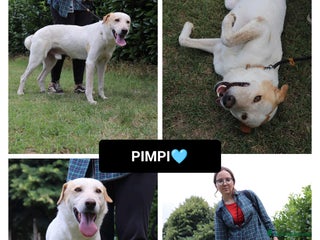 Altre razze cani pimpi - Annuncio 33