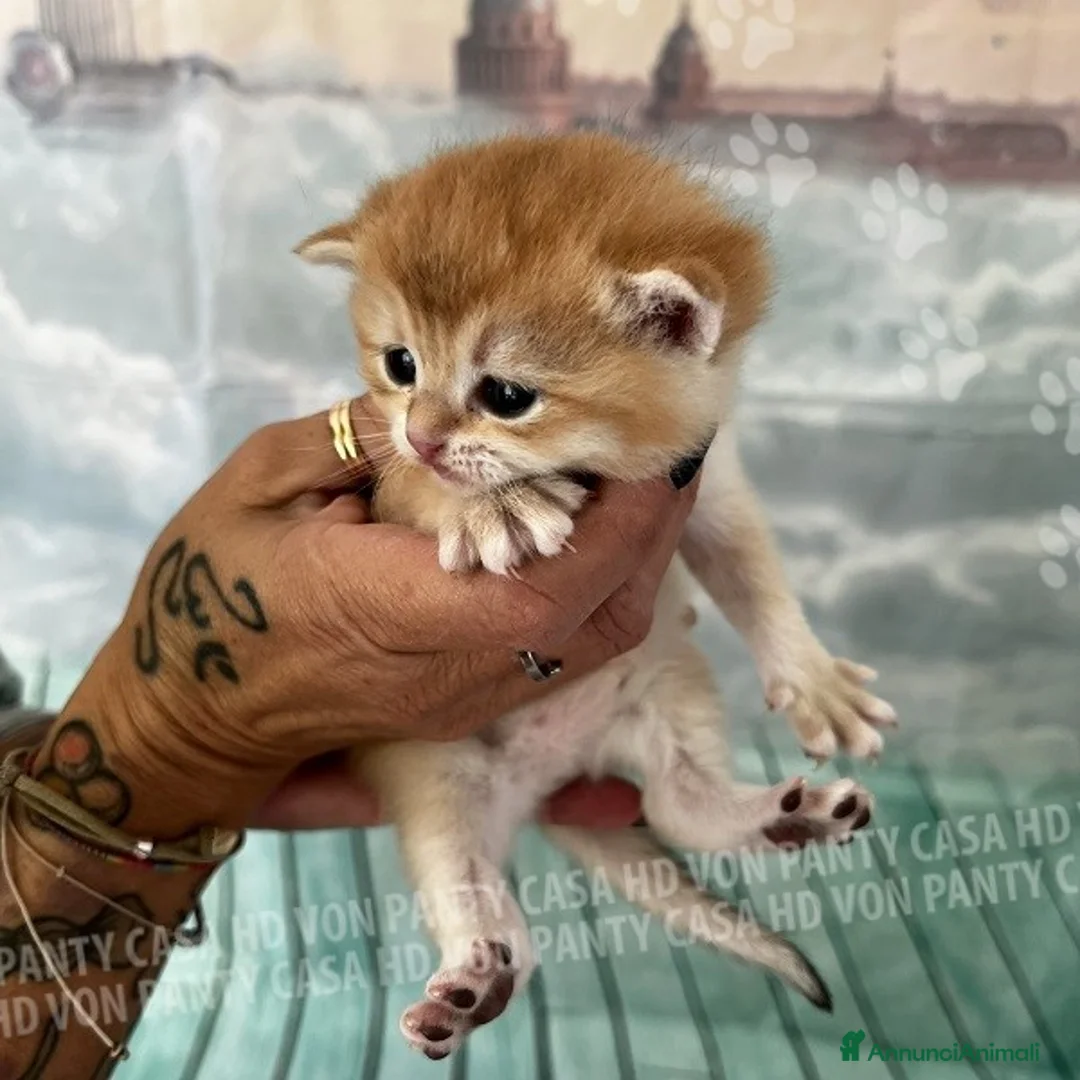 British gatti in vendita: Cuccioli British Shorthair  - Annuncio 26