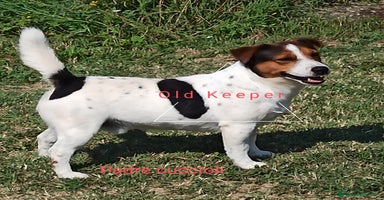 Jack Russell cani a Provincia di Alessandria - Annuncio 16