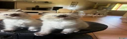 Ragdoll gatti in vendita: Cuccioli ragdoll a Provincia di Modena - Annuncio 4