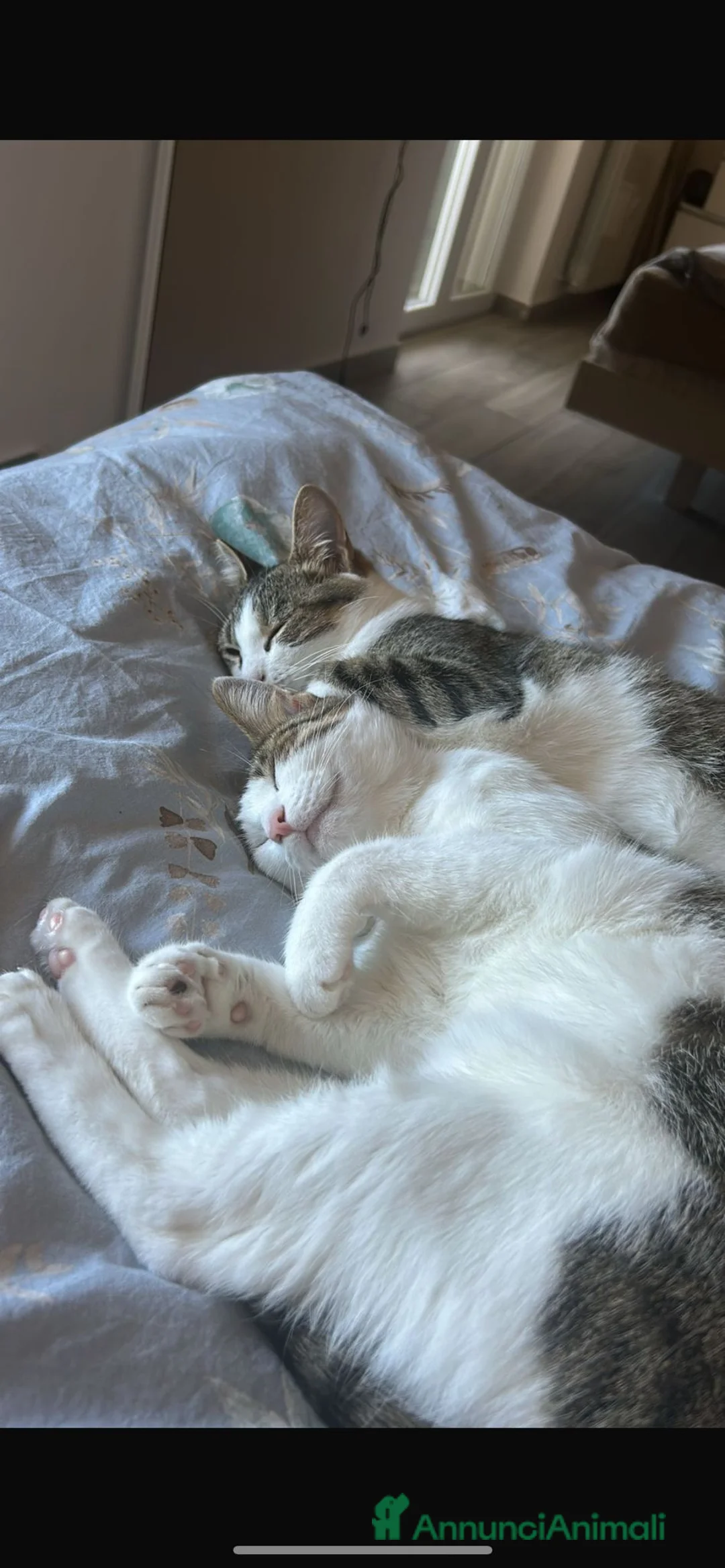 Altre razze gatti in regalo: GATTE ADULTE  - Annuncio 1