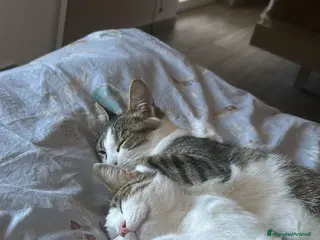 Altre razze gatti GATTE ADULTE - Annuncio 4