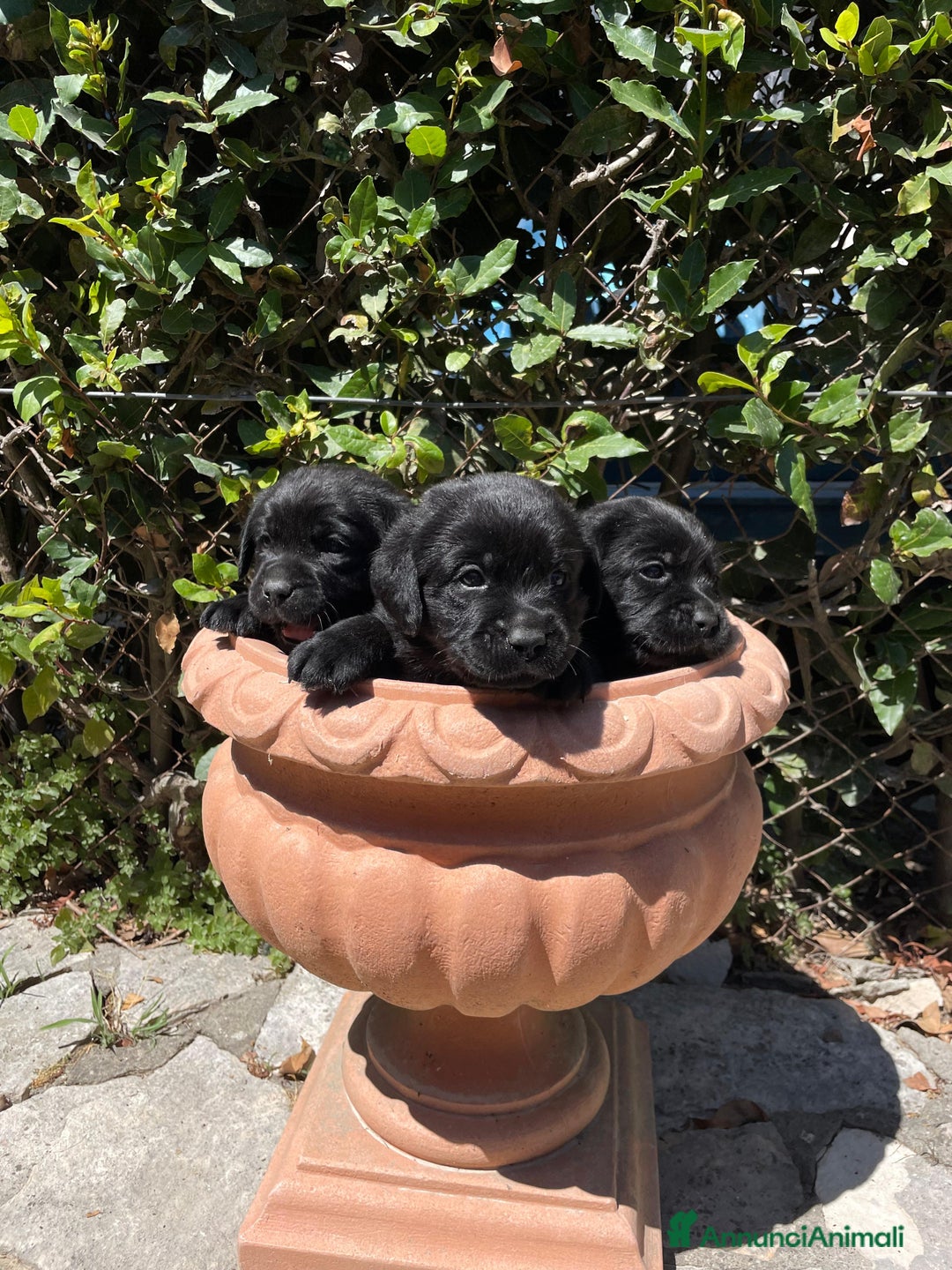 Labrador cani in vendita: Cuccioli Labrador neri a Province of Siena - Immagine 5
