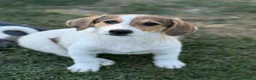 Meticcio cani in regalo: 3 simpaticissimi cuccioli dalle lunghe orecchie! - Annuncio 5