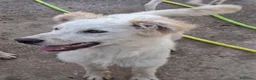 Meticcio cani in regalo: EROS 💙 una nuvola bianca con le zampe a Provincia di Perugia - Annuncio 4