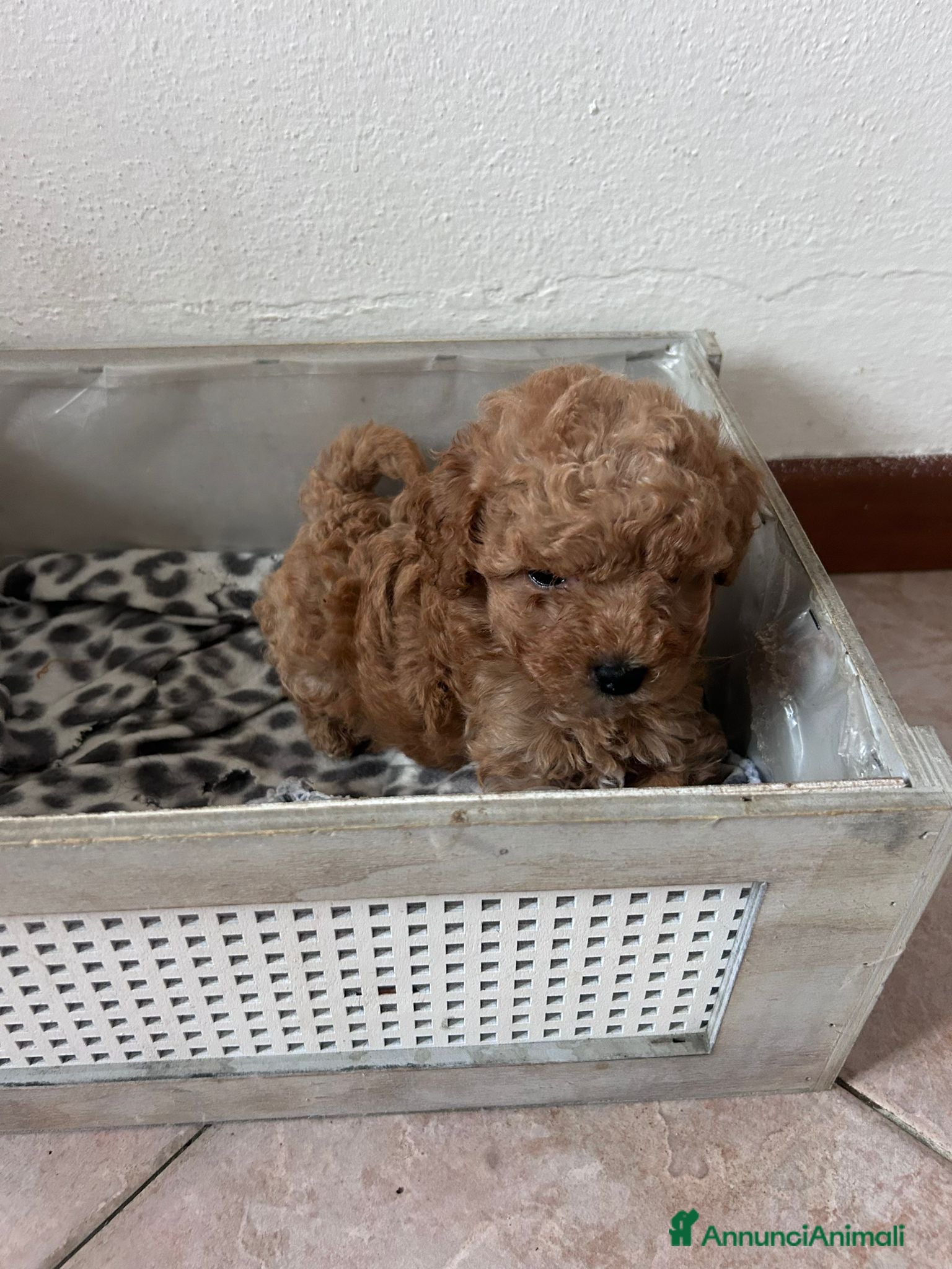 Barboncino Toy cani Disponibili 2 femminucce di Barboncino Toy - Annuncio 2