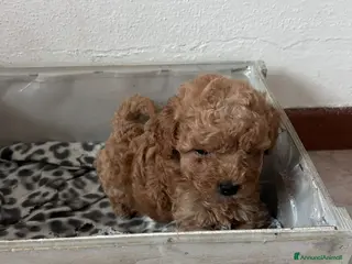 Barboncino Toy cani Disponibili 2 femminucce di Barboncino Toy - Annuncio 2