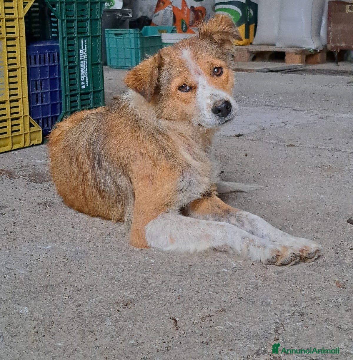 Meticcio cani DAISY, cagnolina super serena e buona cerca casa - Annuncio 28