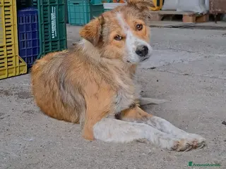 Meticcio cani DAISY, cagnolina super serena e buona cerca casa - Annuncio 26