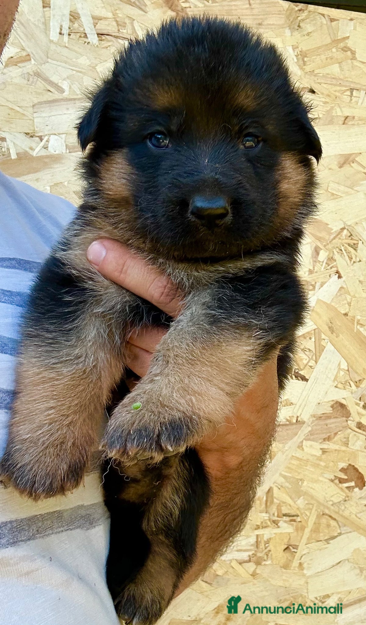 Pastore Tedesco cani Super cuccioli Pastore Tedesco Pedigree - Annuncio 1