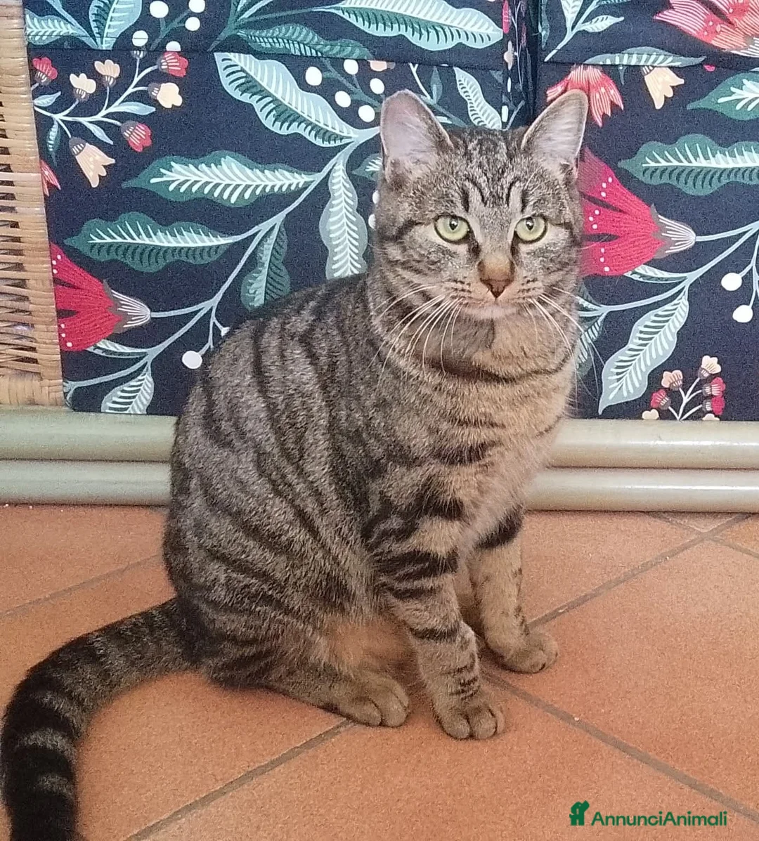 Europeo gatti in regalo: Tigro  - Annuncio 1