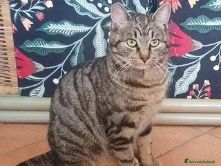 Europeo gatti in regalo: Tigro - Annuncio 2